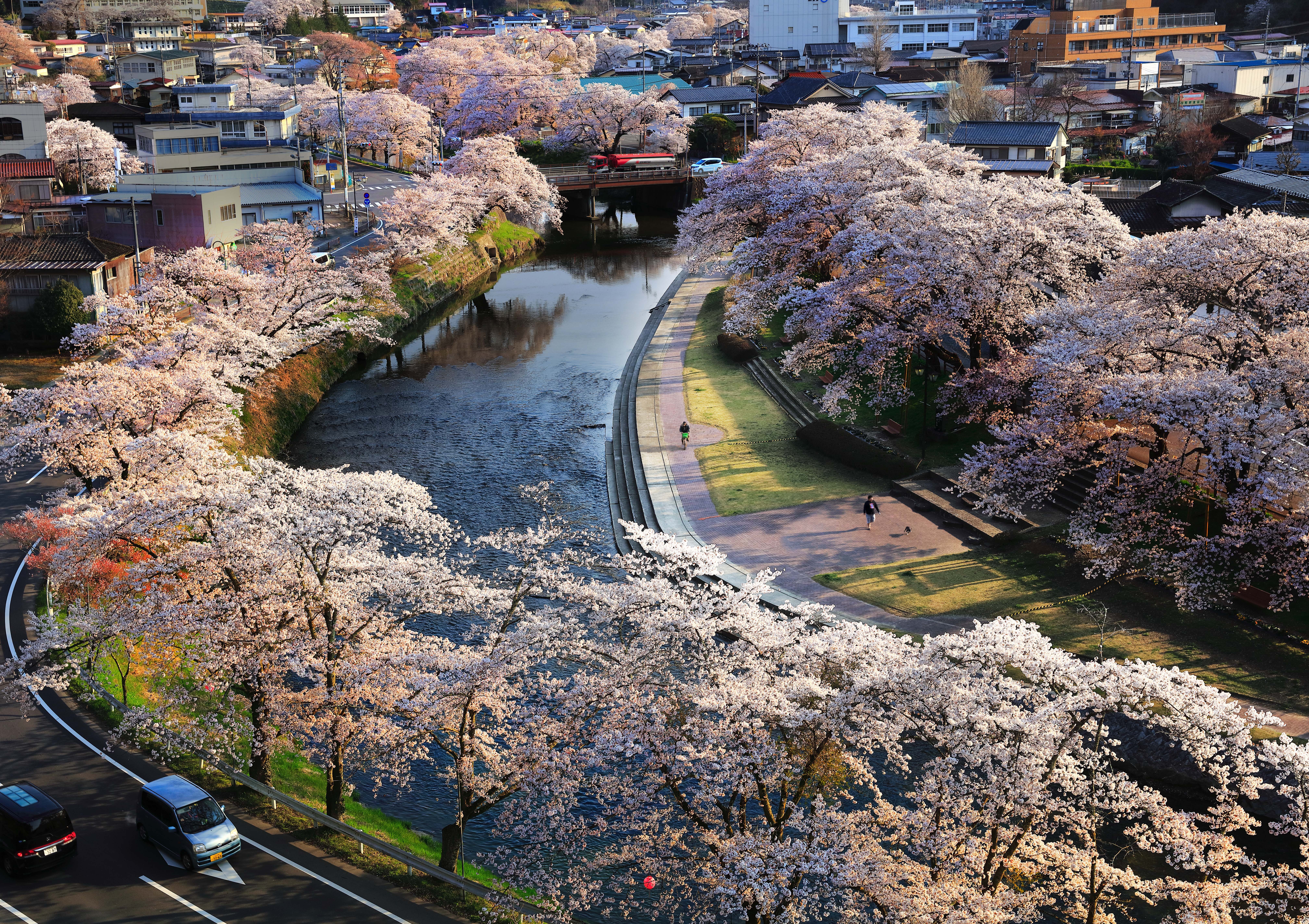 石川町の春の桜